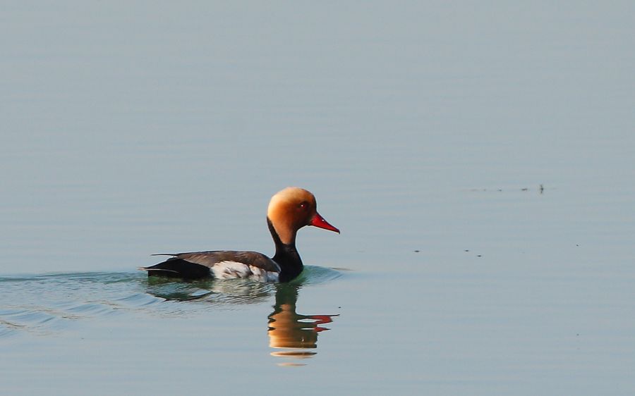 Red-crested Pochard
