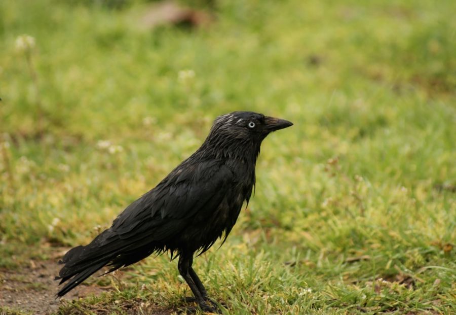 Western Jackdaw