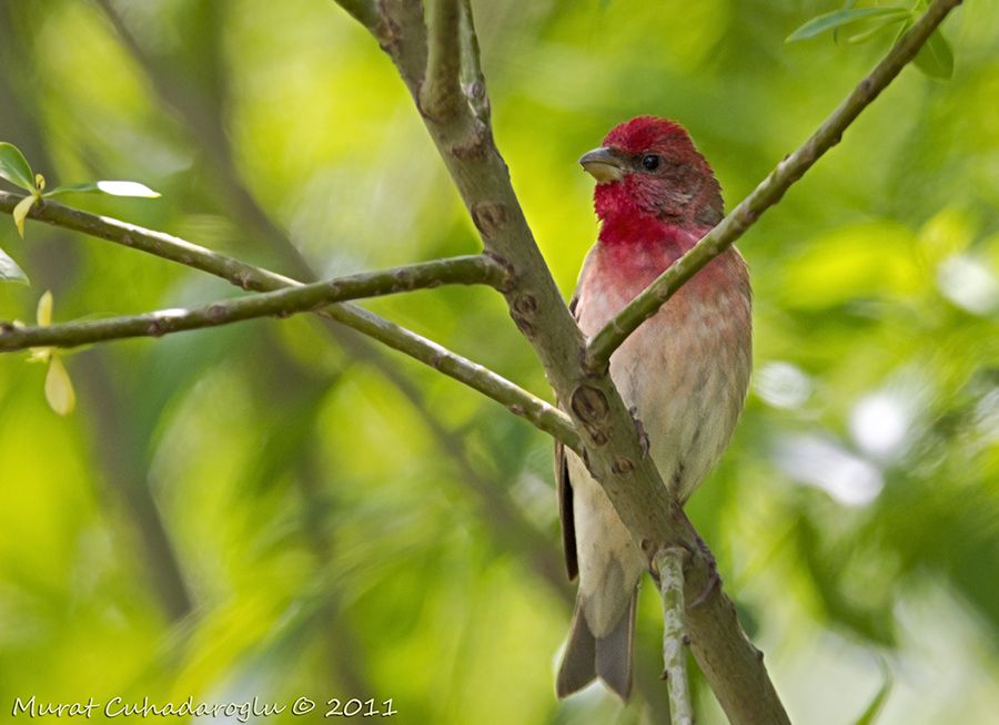 Common Rosefinch