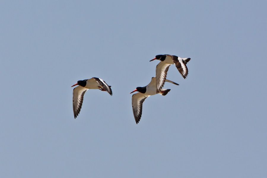 Eurasian Oystercatcher