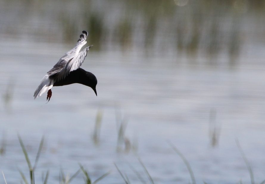 White-winged Tern