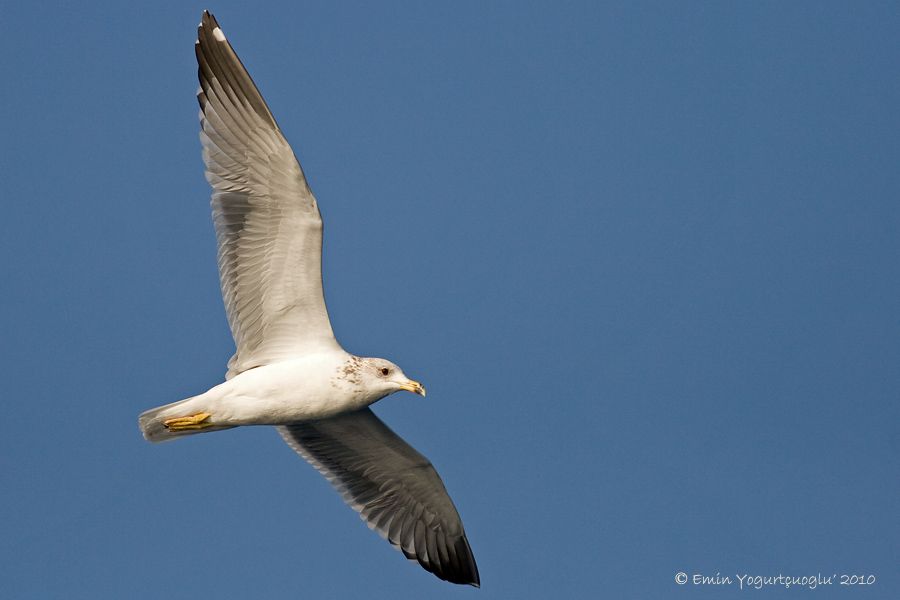 Armenian Gull