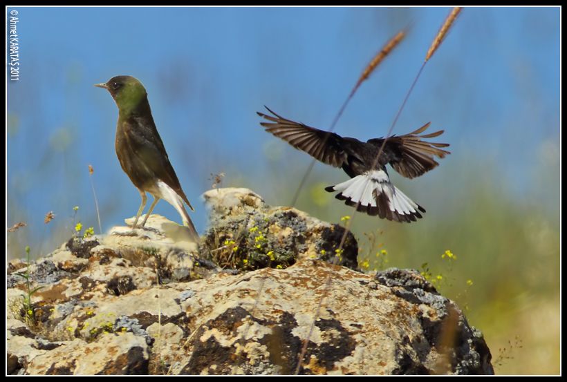 Mourning Wheatear