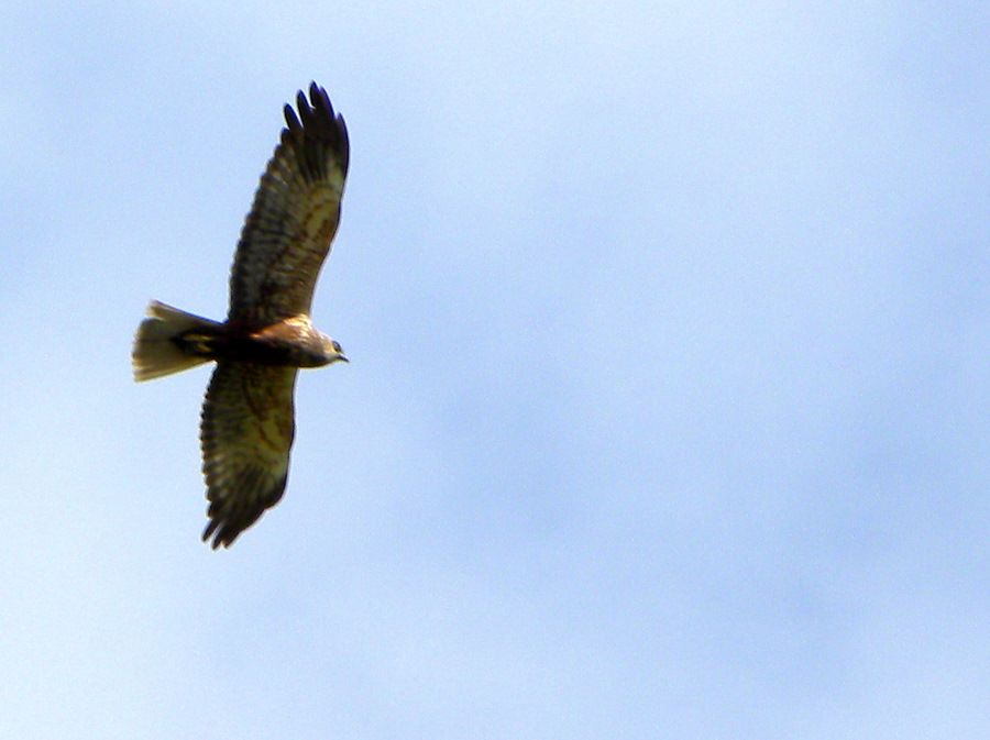 Western Marsh Harrier