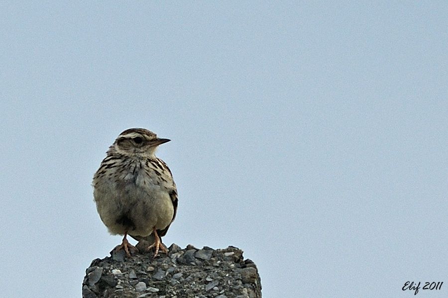 Woodlark