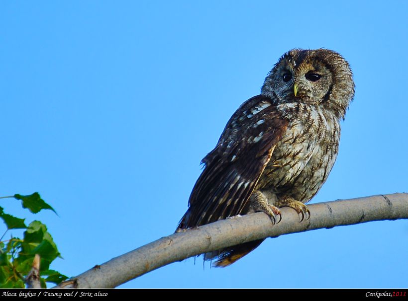 Tawny Owl