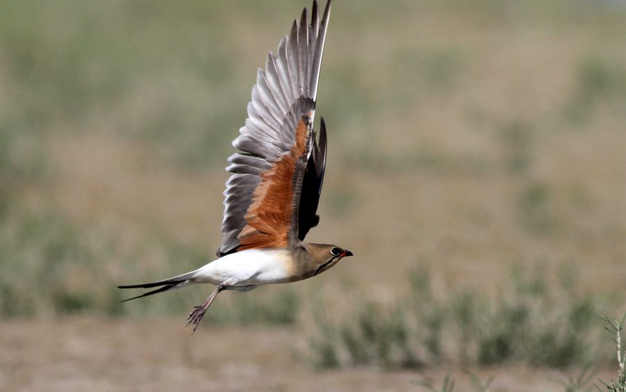 Collared Pratincole