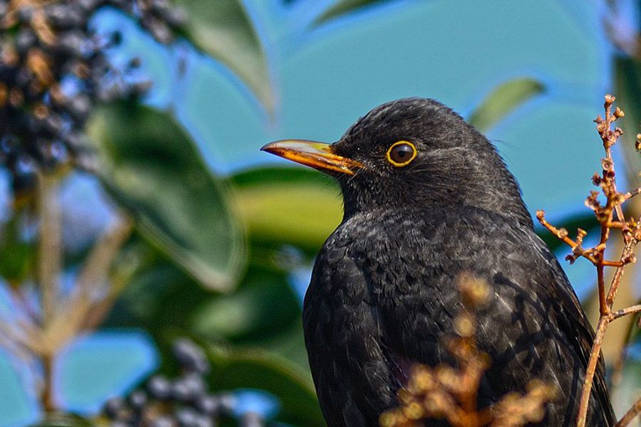 Common Blackbird