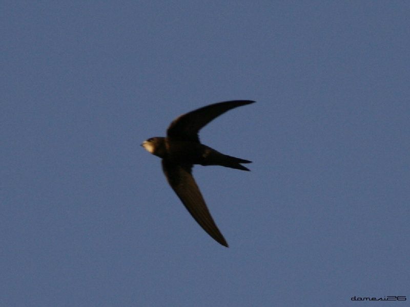 Common Swift