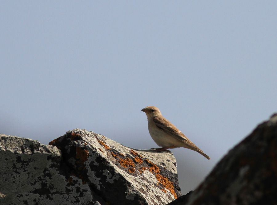 Pale Rockfinch