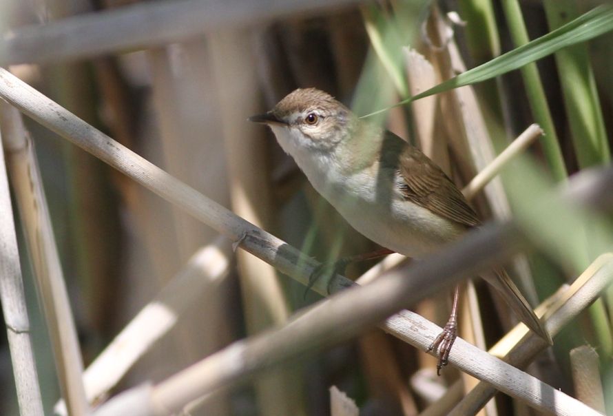 Paddyfield Warbler