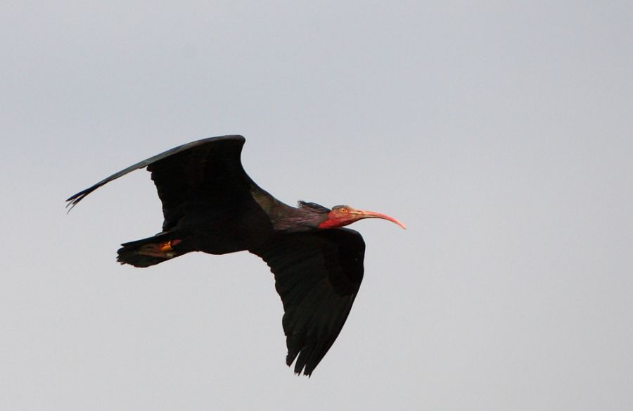 Northern Bald Ibis