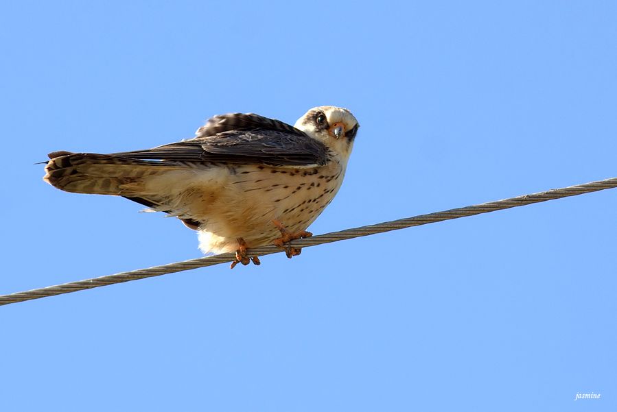 Red-footed Falcon