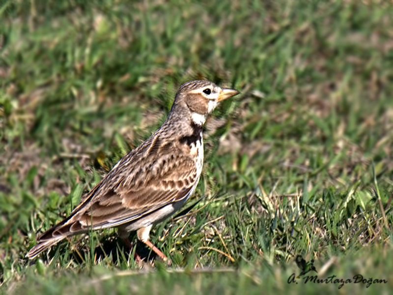 Calandra Lark