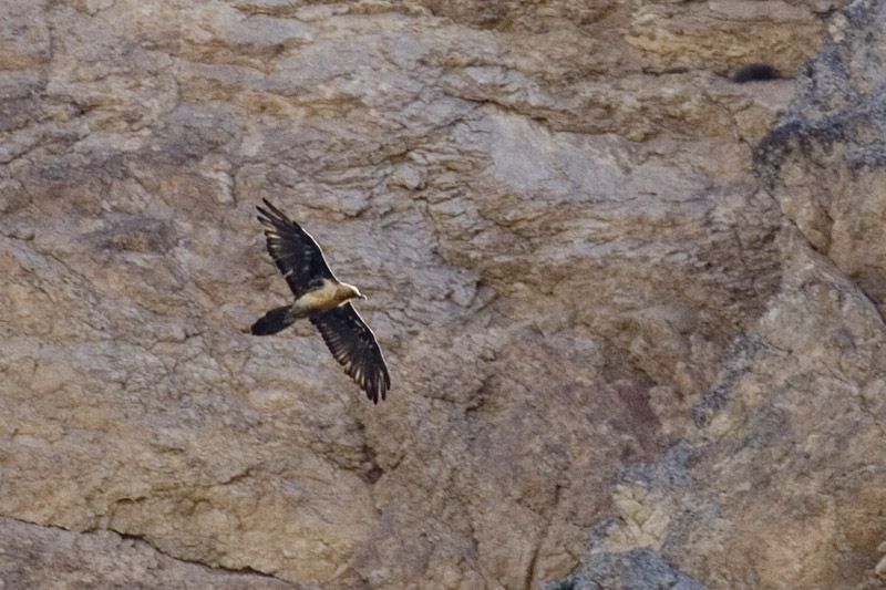 Bearded Vulture