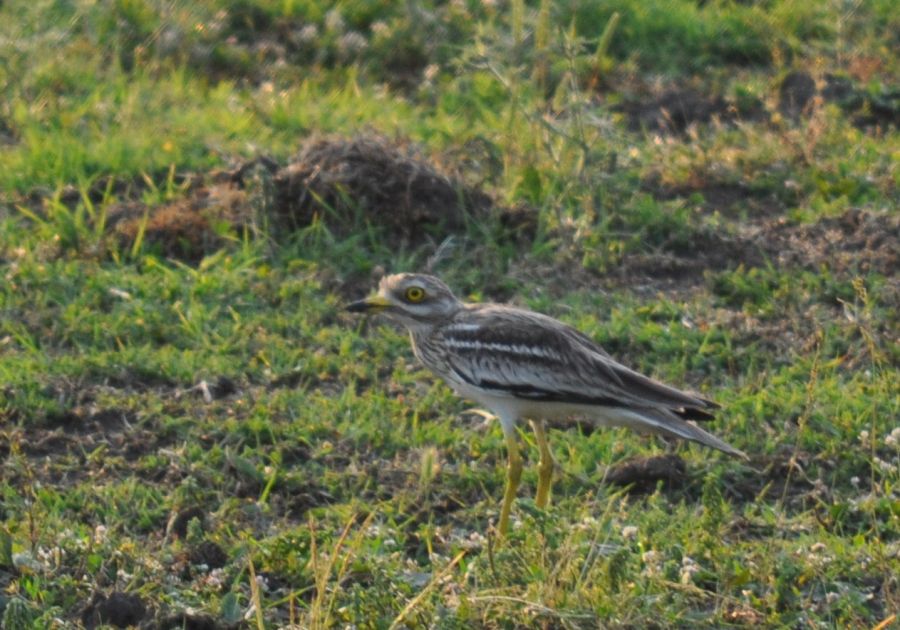 Eurasian Stone-curlew