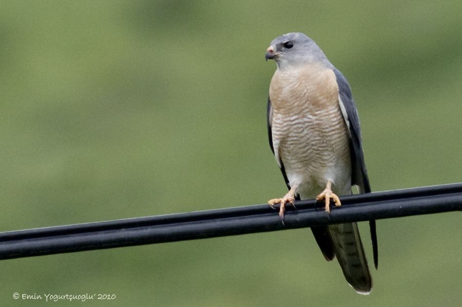 Levant Sparrowhawk