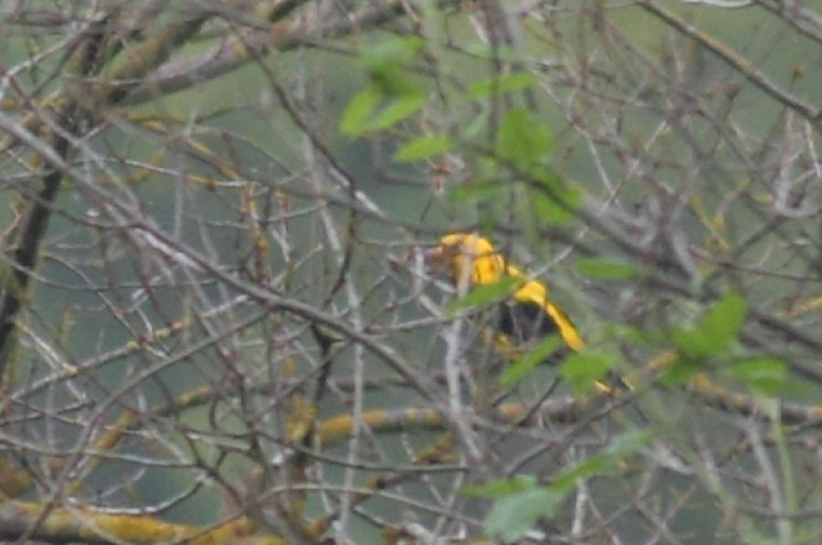 Eurasian Golden Oriole