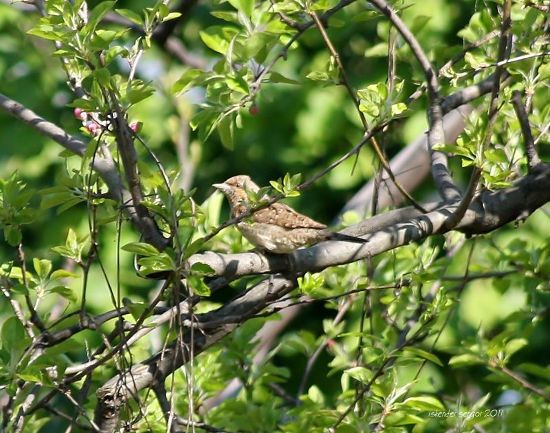 Eurasian Wryneck