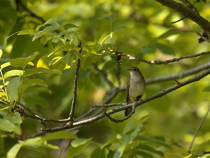Common Nightingale