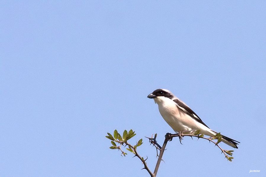Lesser Grey Shrike