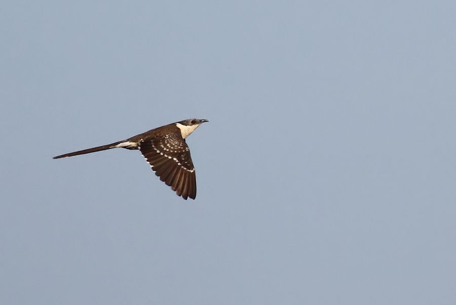 Great Spotted Cuckoo