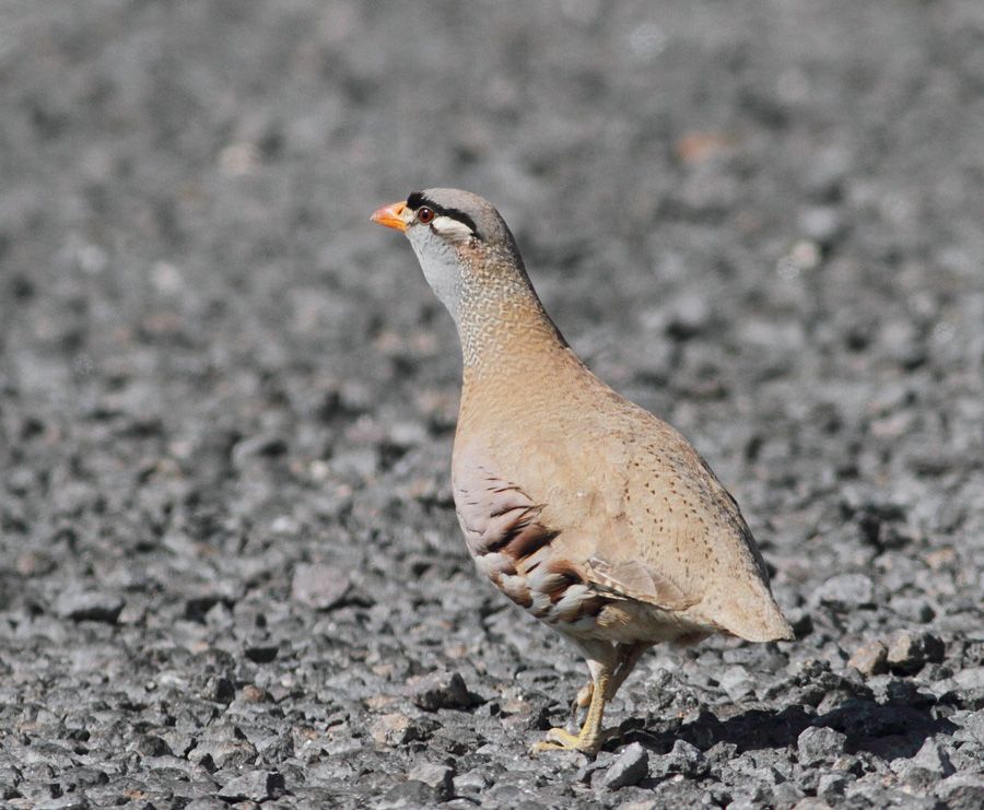 See-see Partridge