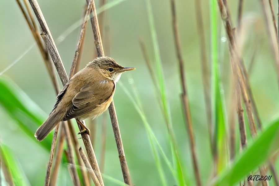Common Reed Warbler
