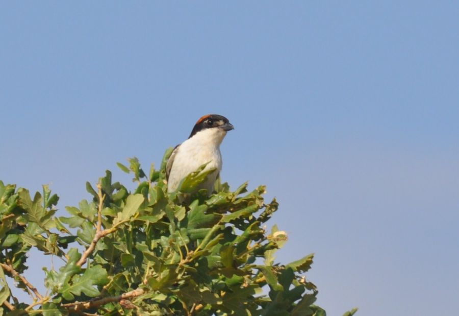 Woodchat Shrike