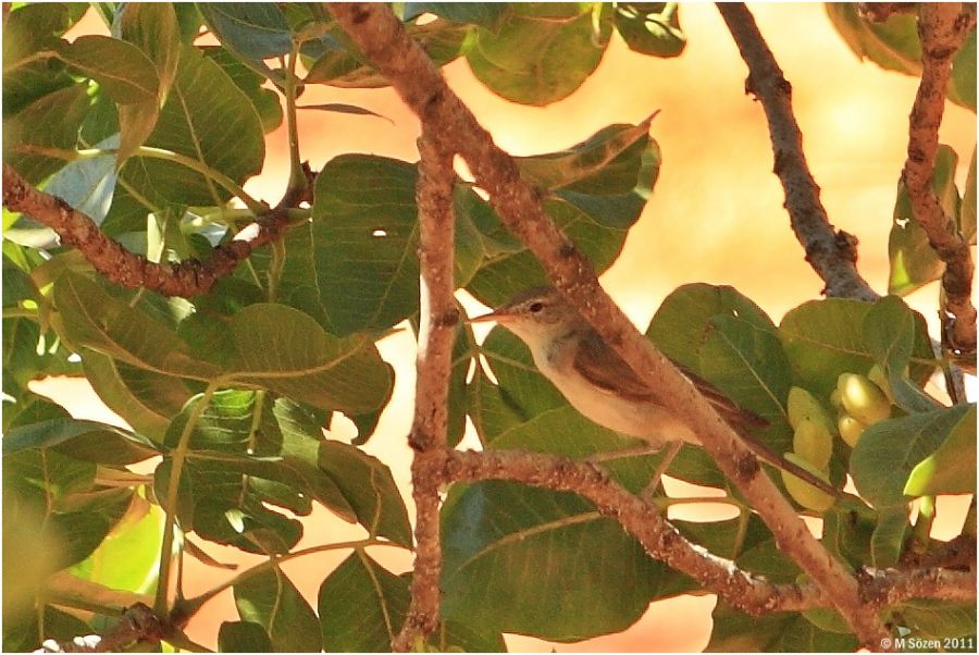 Upcher`s Warbler