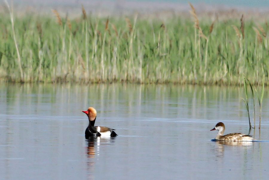 Red-crested Pochard