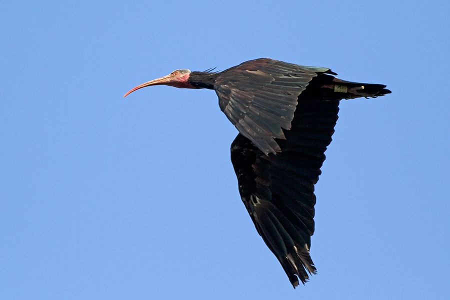 Northern Bald Ibis