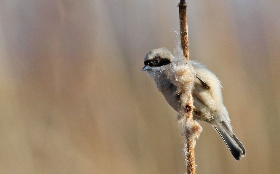 Eurasian Penduline Tit