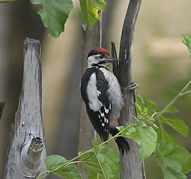 Syrian Woodpecker