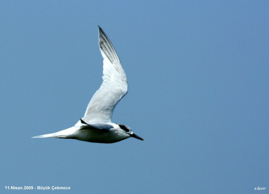 Sandwich Tern