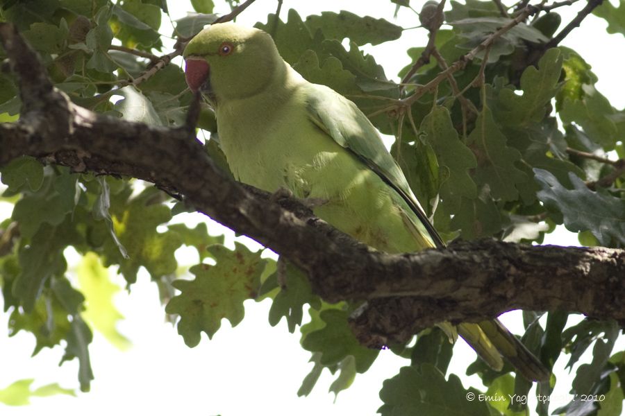 Rose-ringed Parakeet