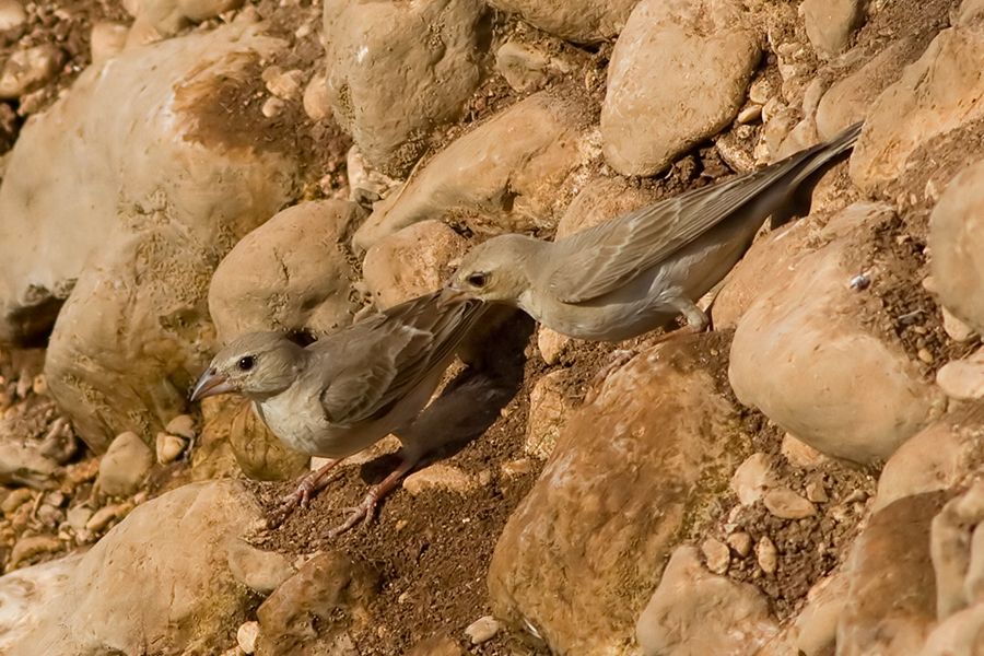 Pale Rockfinch