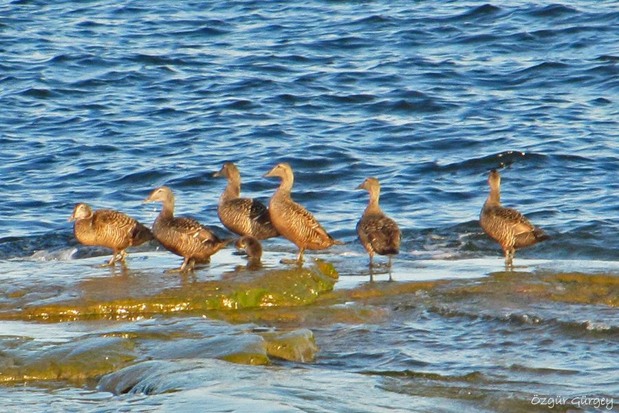 Common Eider