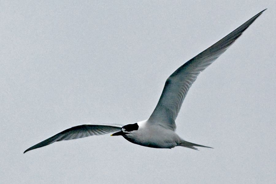 Sandwich Tern