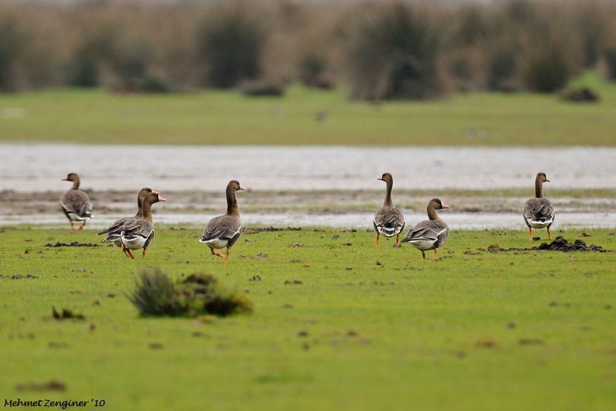 Greater White-fronted Goose