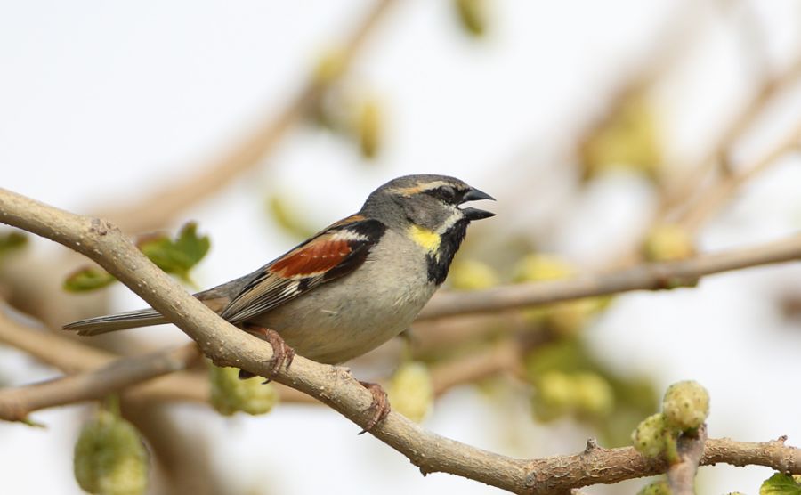 Dead Sea Sparrow