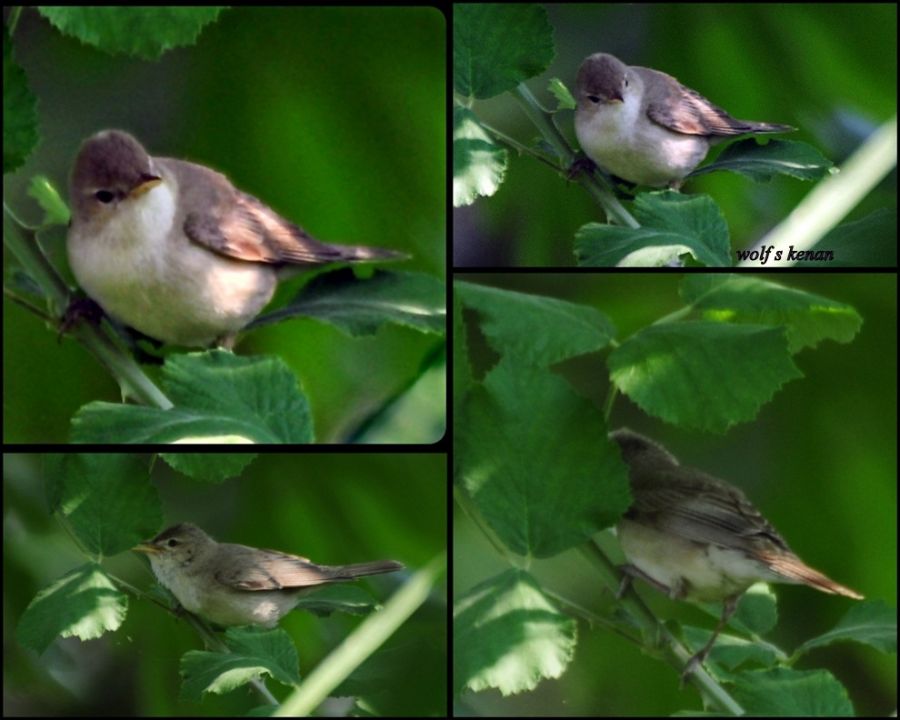 Eastern Olivaceous Warbler