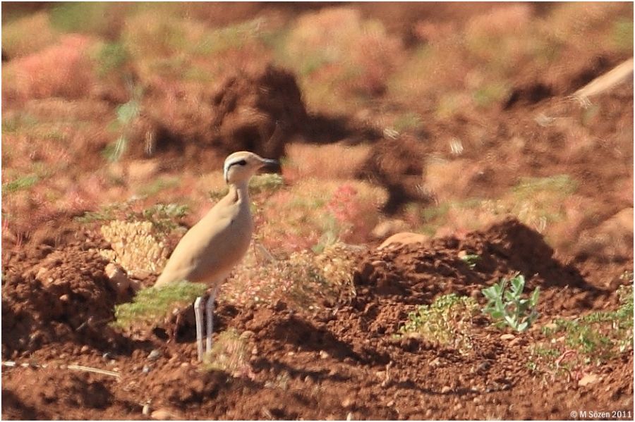 Cream-colored Courser