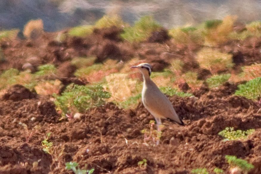Cream-colored Courser