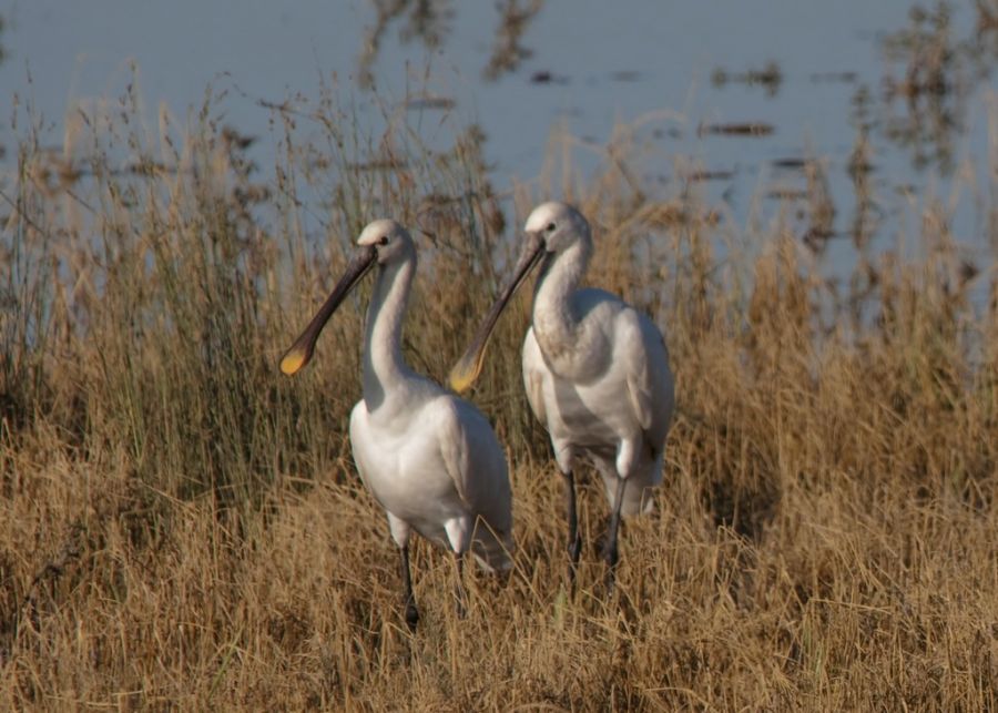 Eurasian Spoonbill