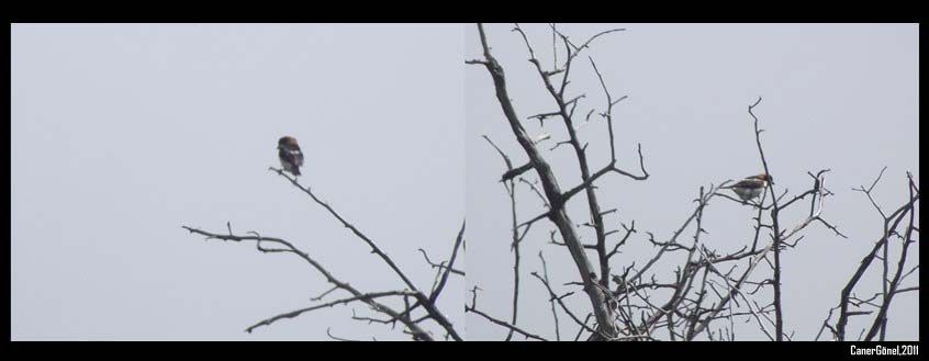 Woodchat Shrike