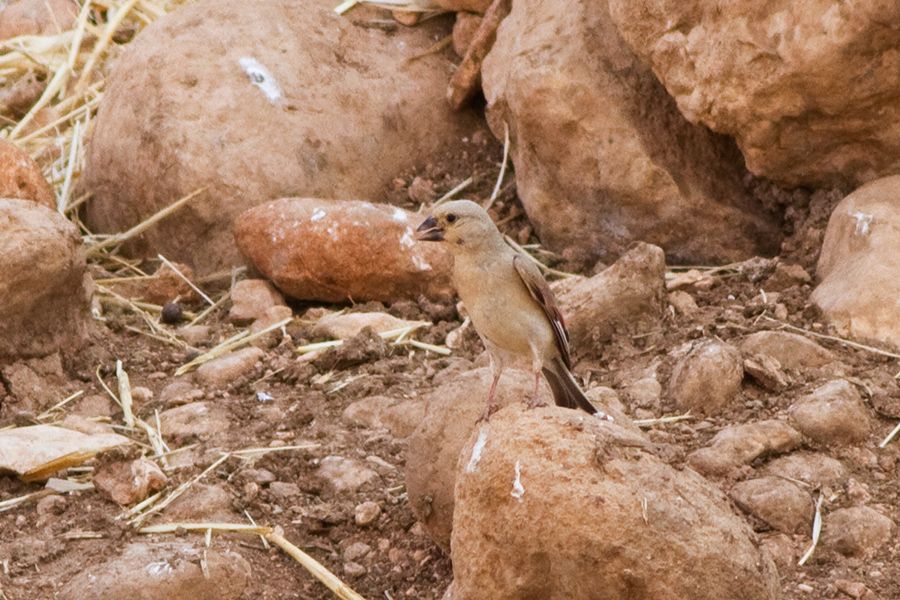 Desert Finch
