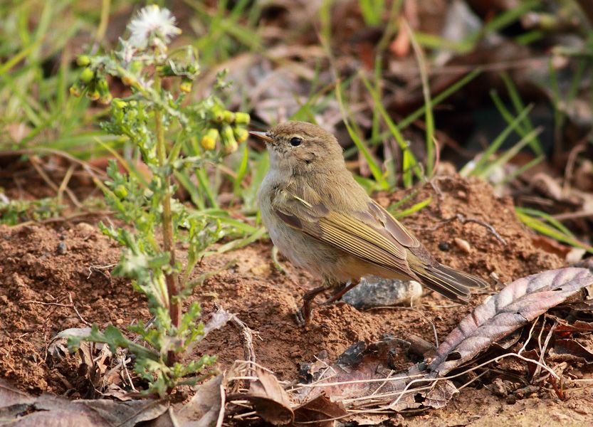 Willow Warbler
