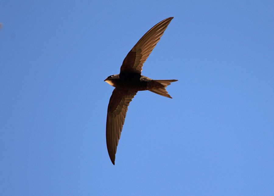 Common Swift