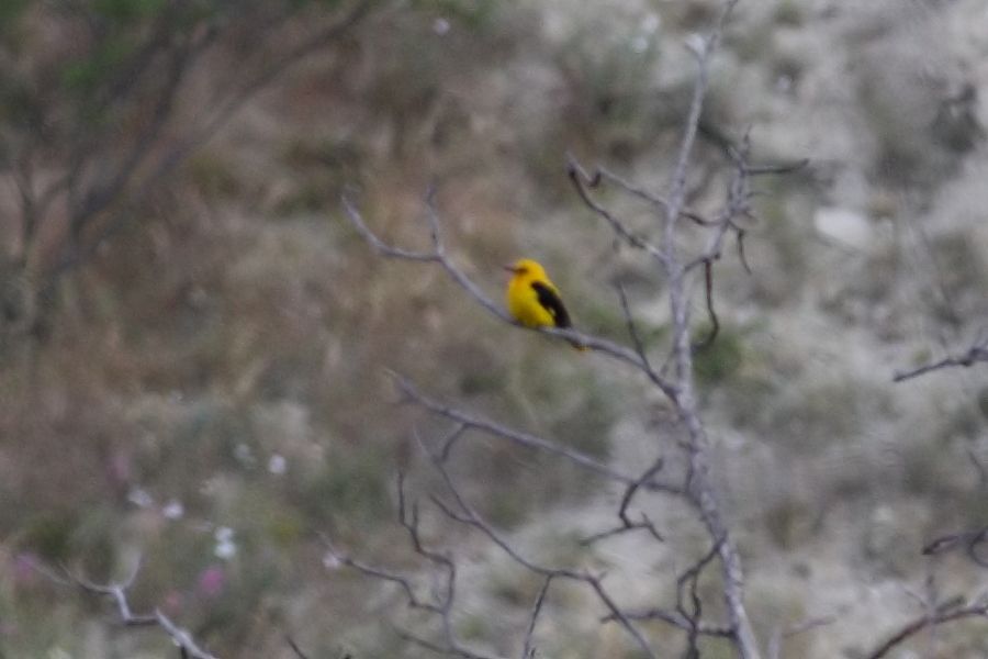 Eurasian Golden Oriole